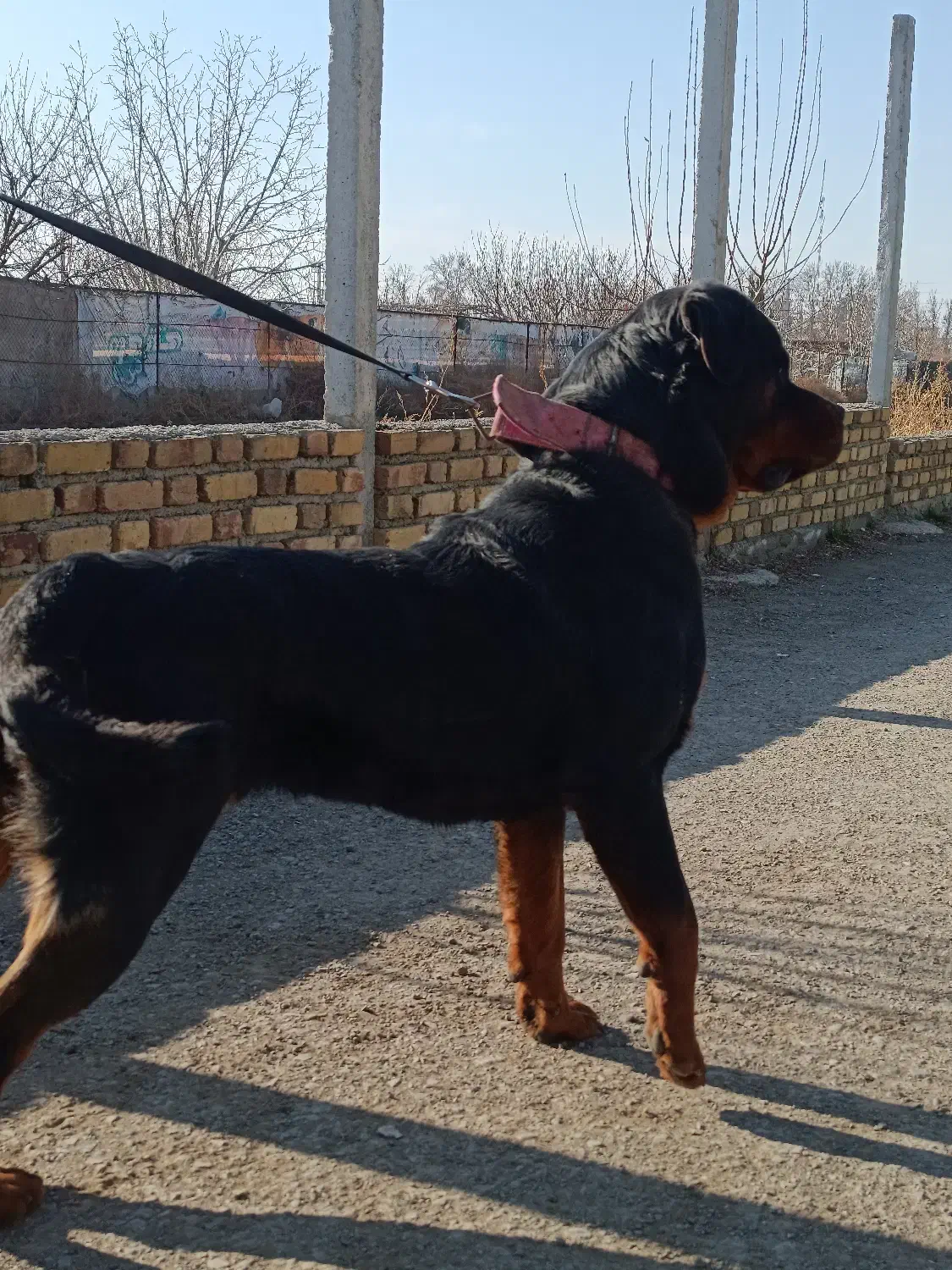 سگ روتوایلر حرفه ای آموزش دار|سگ|تهران, قیطریه|دیوار