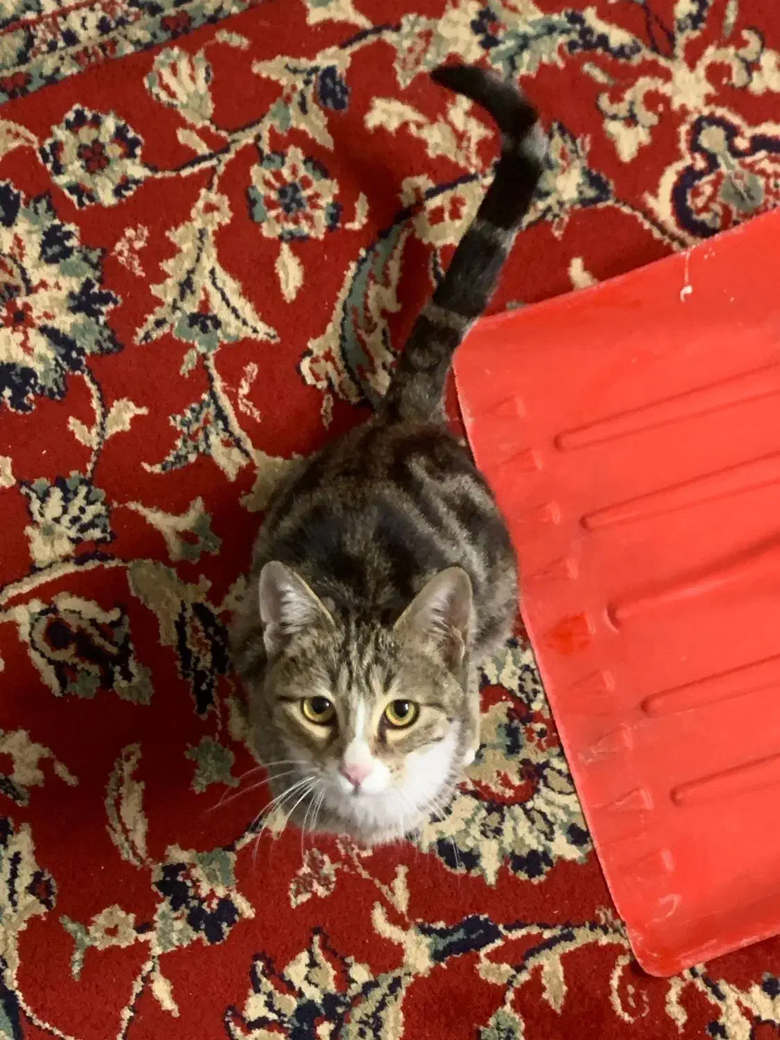 واگذاری منوچهر|گربه|تربت جام, پاسداران|دیوار