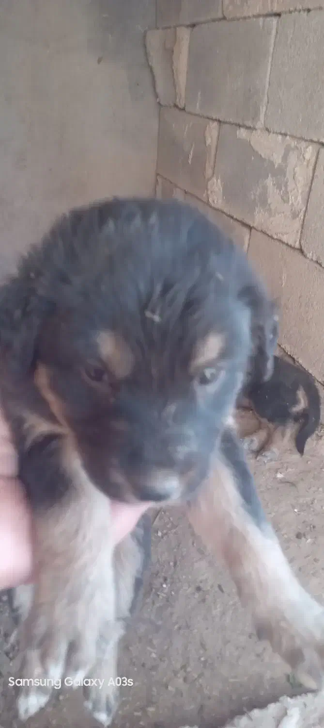 واگذاری سگ|سگ|شیراز, انجیره|دیوار