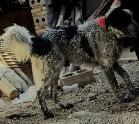 سگ قدرجونی|سگ|داران, |دیوار