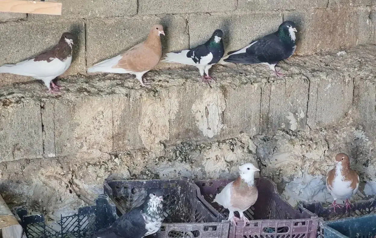 فروش کبوتر رنگی|پرنده|کوهمره, |دیوار