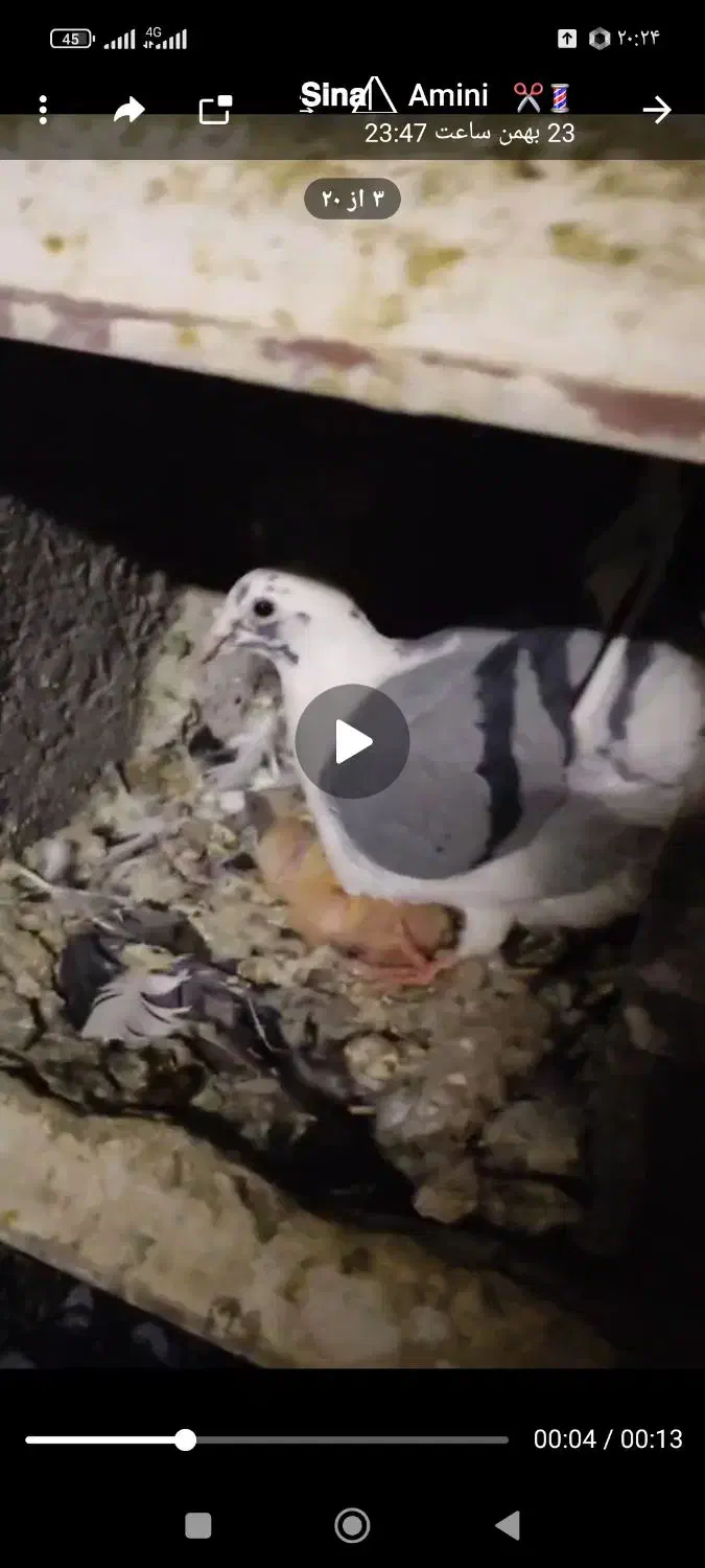 کفتر گمشده|حیوانات|تربت جام, شهید غلام زاده|دیوار