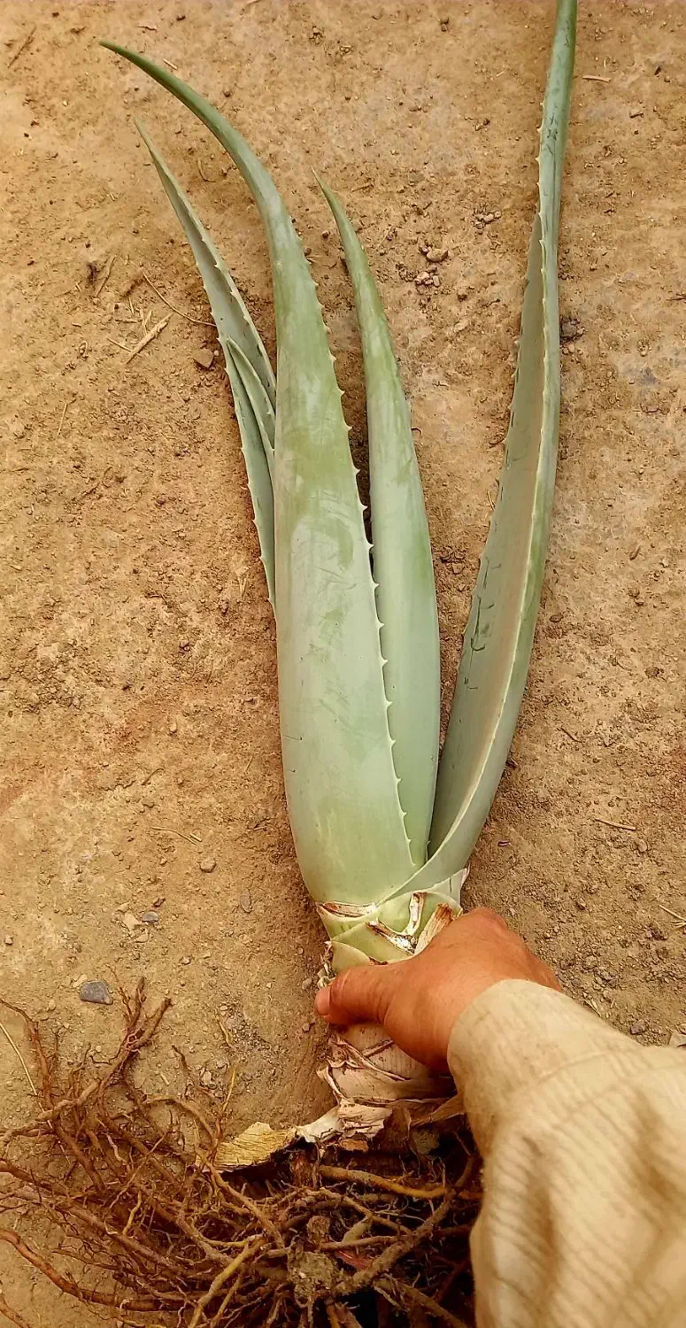 آلوورا خوراکی وآرایشی|گل و گیاه طبیعی|مشهد, شهید شهریاری|دیوار