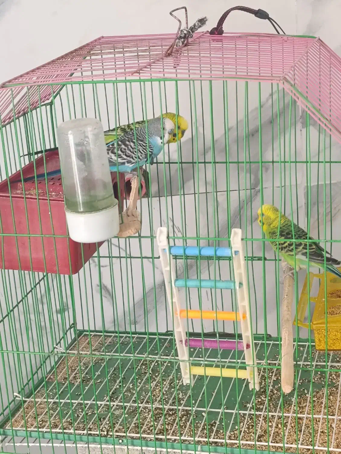 مرغ عشق|پرنده|جم, |دیوار