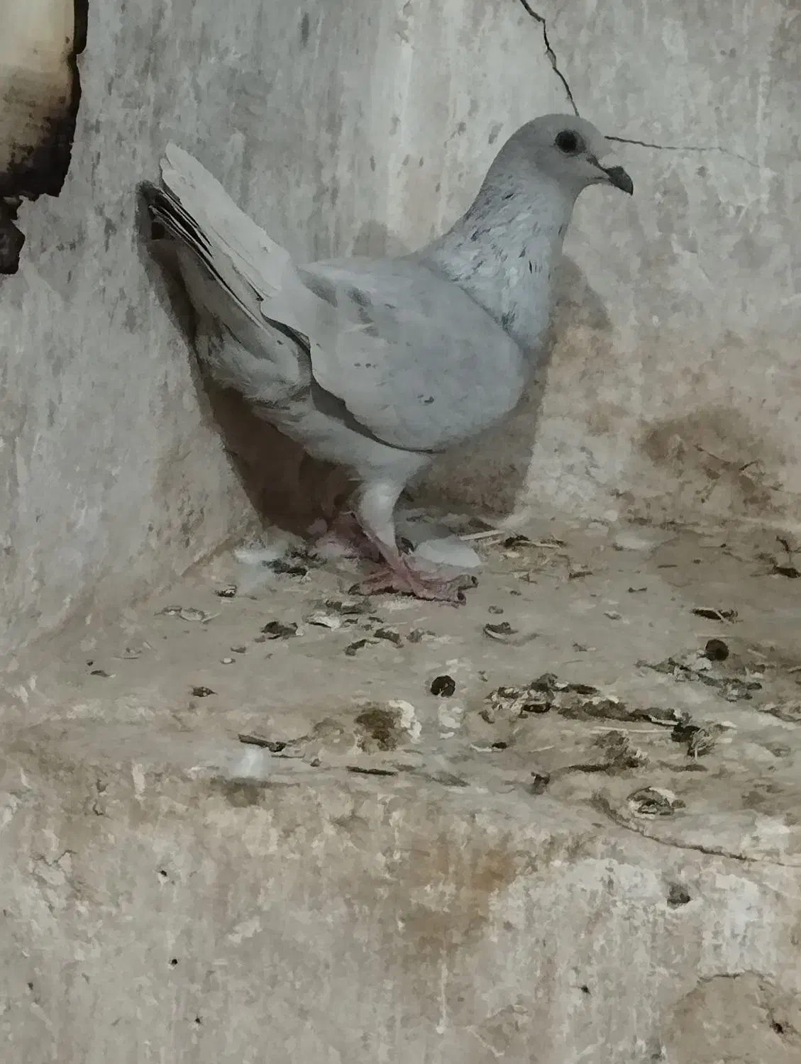 دوتا نر الماسی|پرنده|کوهمره, |دیوار