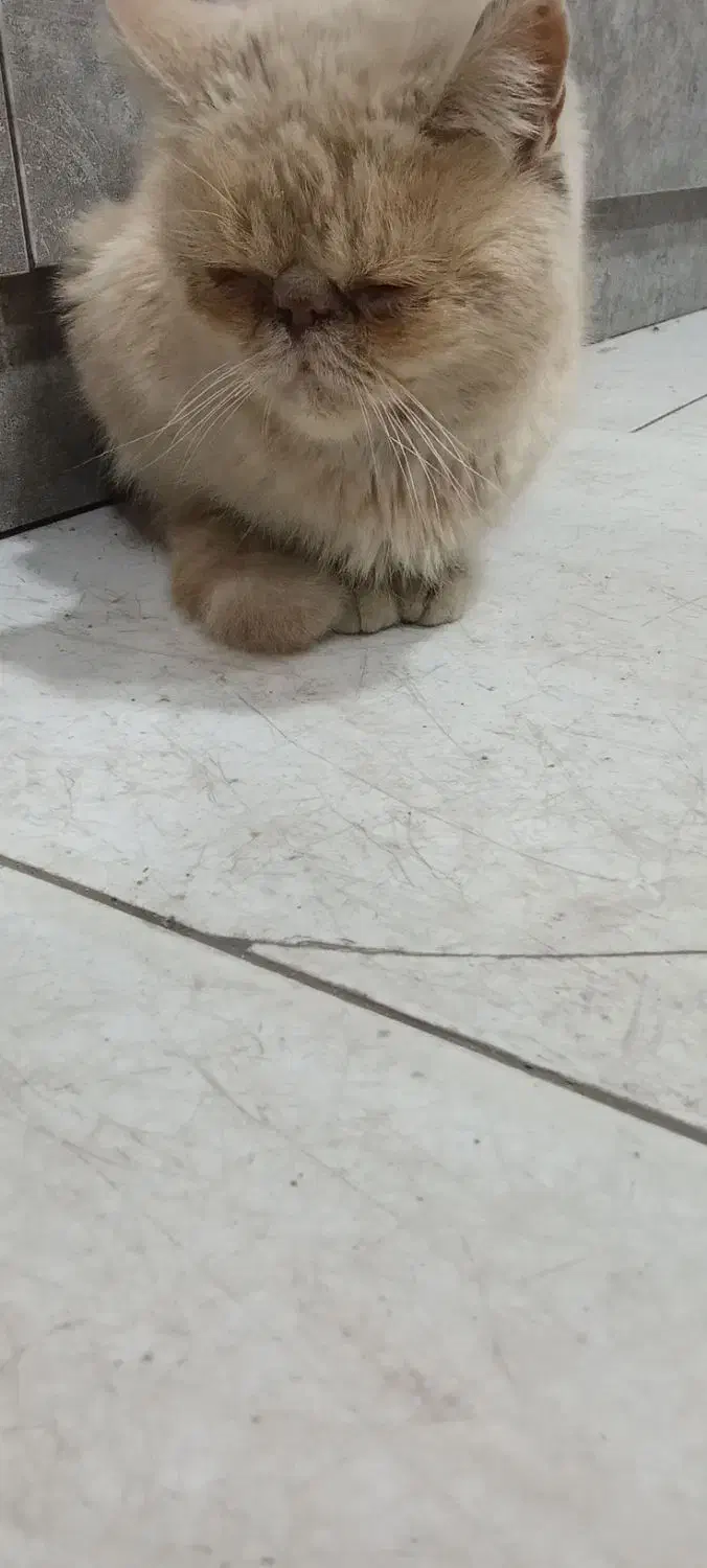 گربه پرشین|گربه|ارومیه, |دیوار