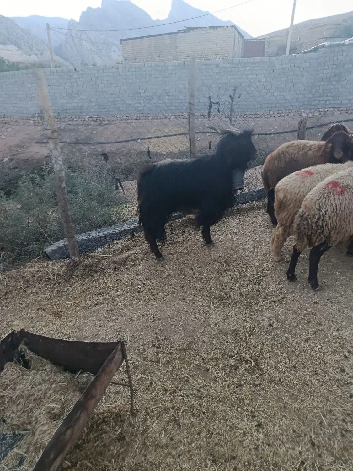 ساورین|حیوانات مزرعه|دره شهر, |دیوار