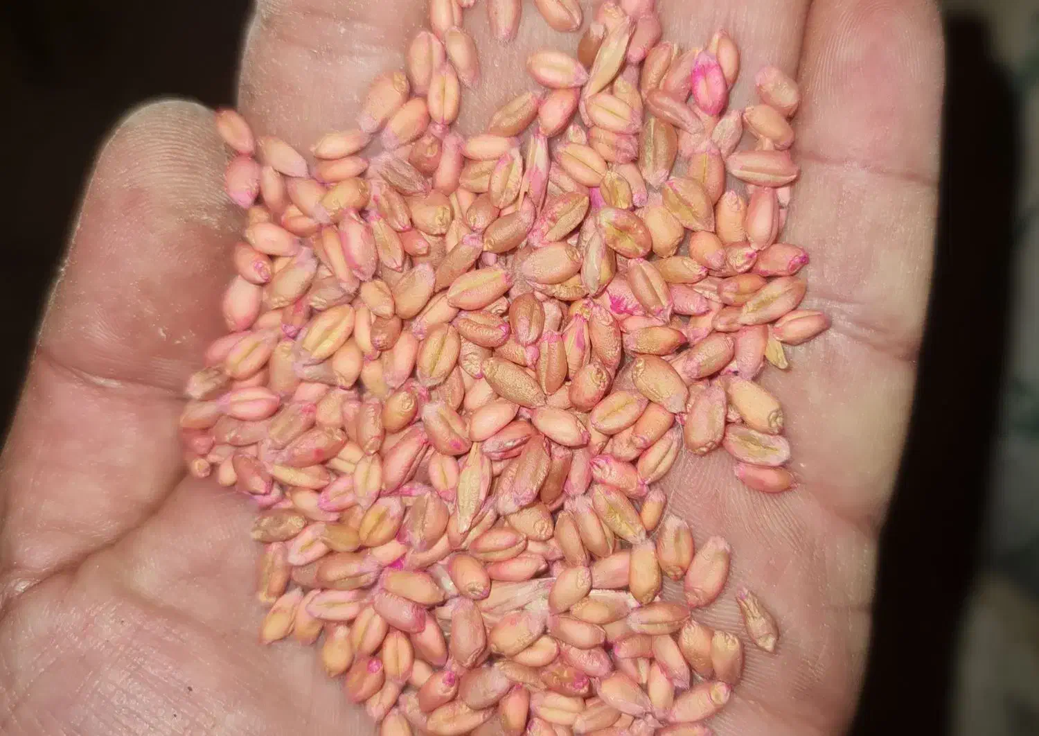 فروش گندم بذری پیشگام مادری بوجاری شده|خدمات باغبانی و درختکاری|سیلاخور, |دیوار