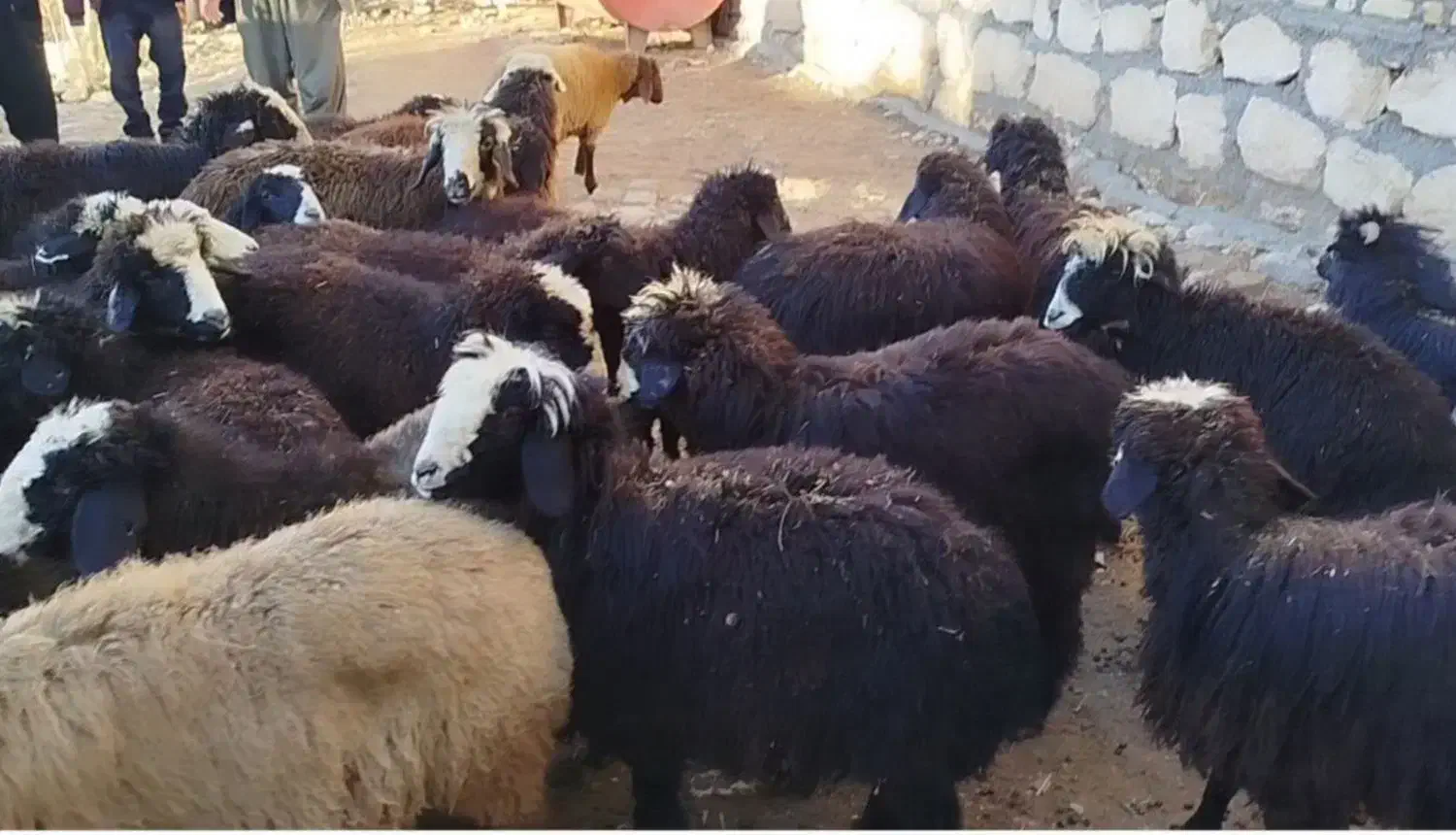 گوسفند|حیوانات مزرعه|نالوس, |دیوار