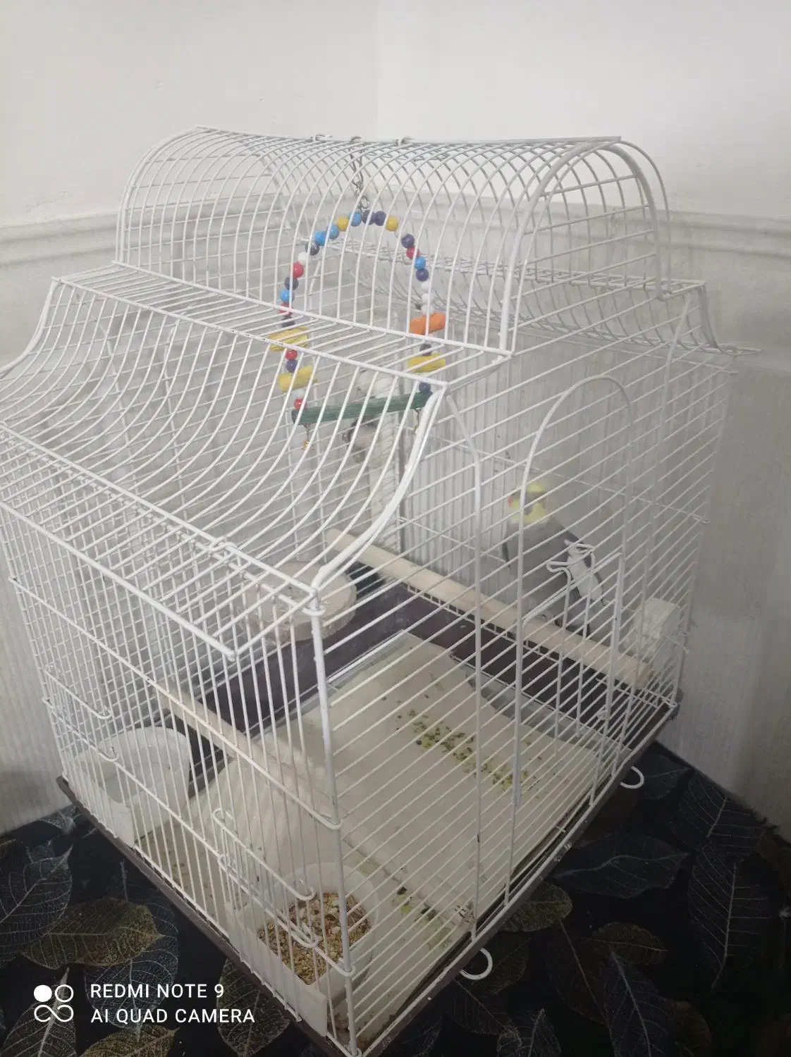 عروس هلندی|پرنده|قرچک, امین آباد|دیوار