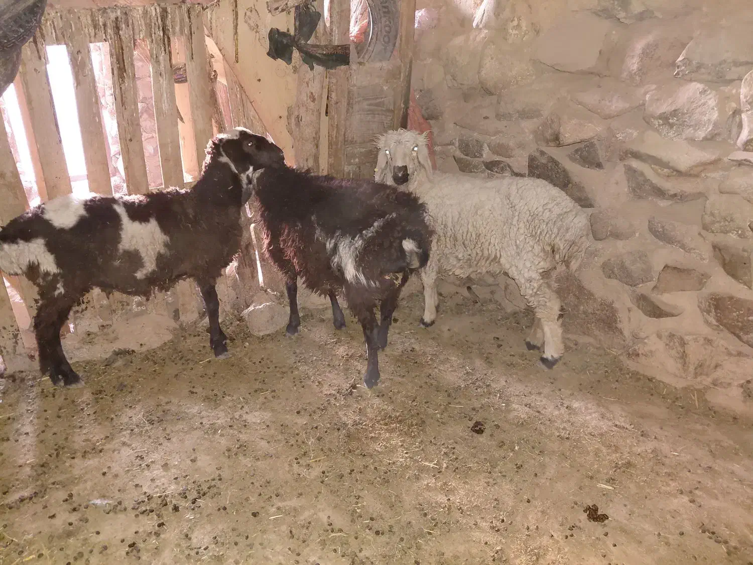 بره درجه یک خونگی|حیوانات مزرعه|سربیشه, |دیوار