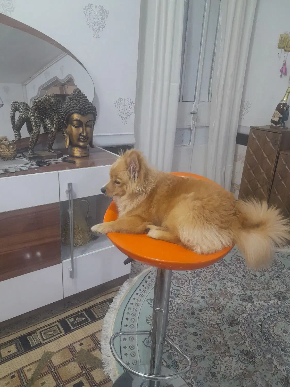 سگ پامر|سگ|بندر امام خمینی, |دیوار