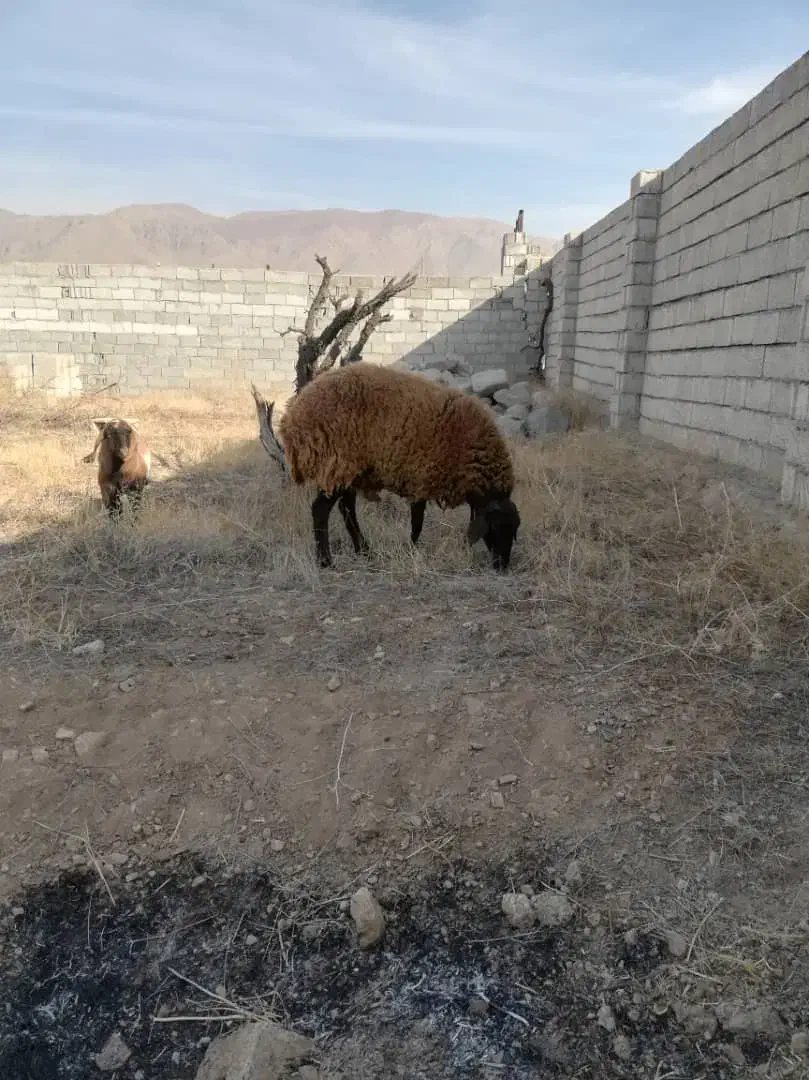 گوسفند‌ماده‌شیشک|حیوانات مزرعه|صوفیان, |دیوار