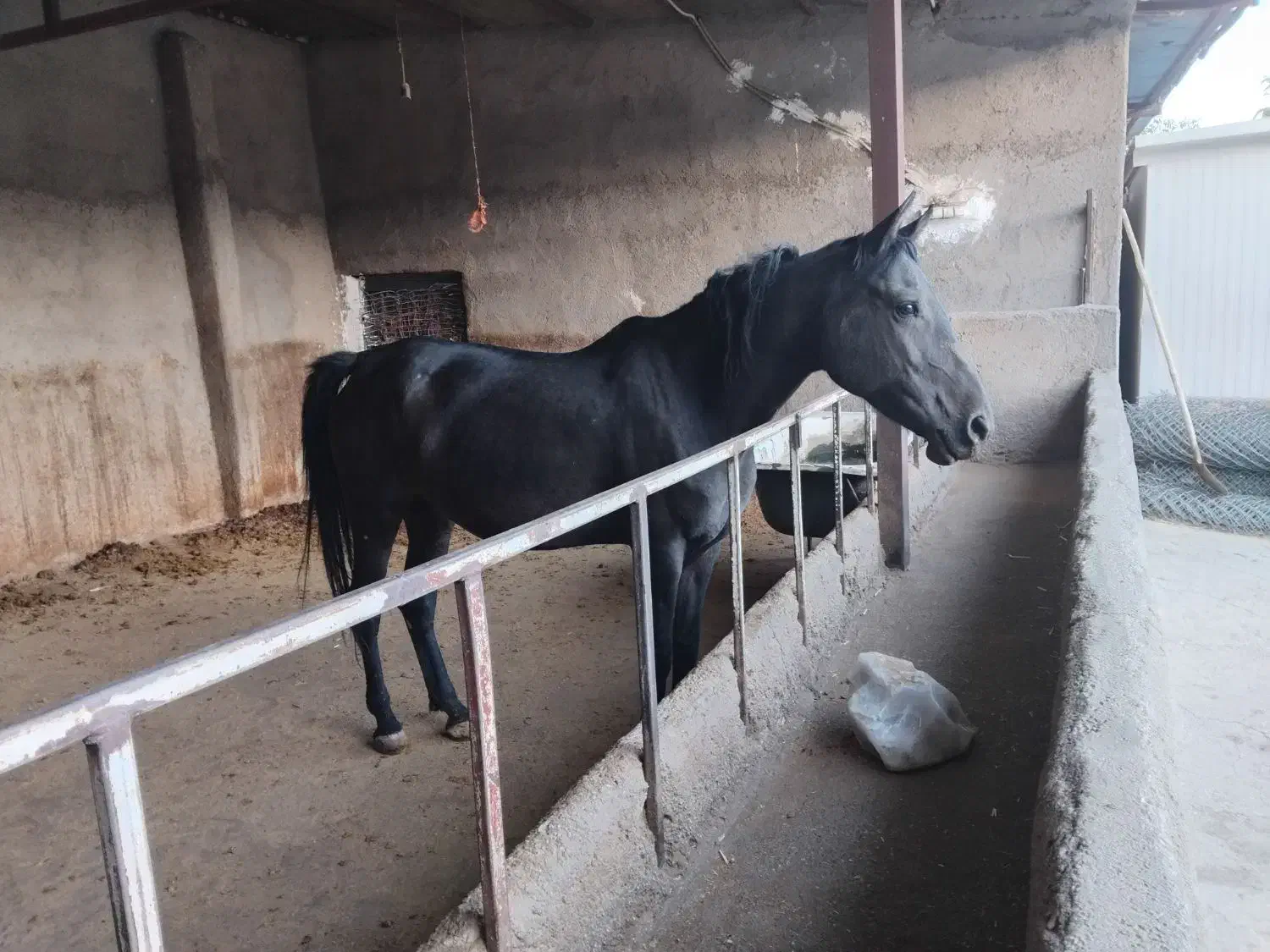 اسب|اسب و تجهیزات اسبسواری|سنندج, |دیوار