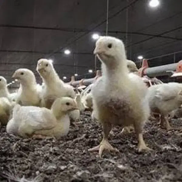 جوجه یک روز گوشتی و محلی لگهورن|حیوانات مزرعه|کرمان, |دیوار