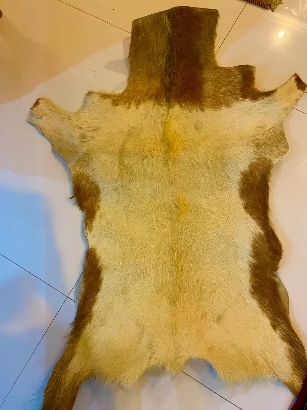 پادری پست طبیعی بز اذربایجان|پادری|تهران, کیانشهر|دیوار