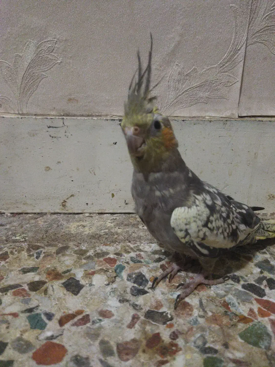 عروس هلندی و طوطی برزیلی دستی|پرنده|اهواز, مجاهد|دیوار