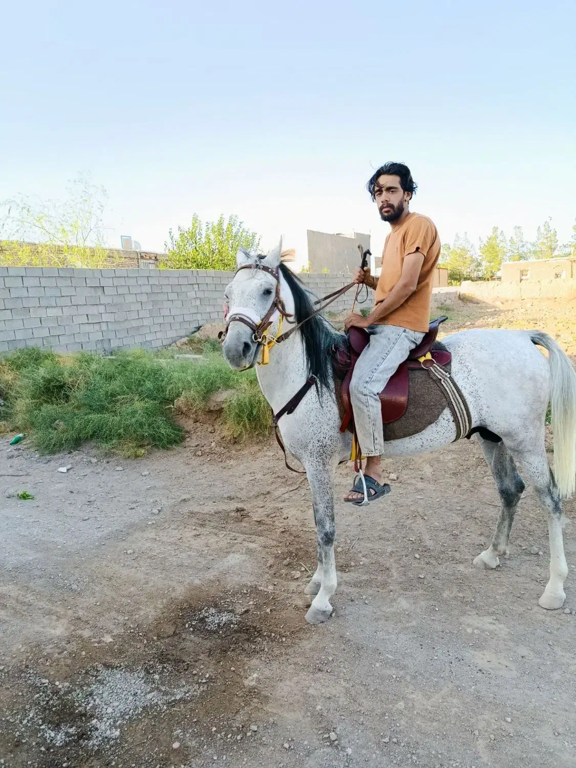 اسب|اسب و تجهیزات اسب‌سواری|خواف, |دیوار