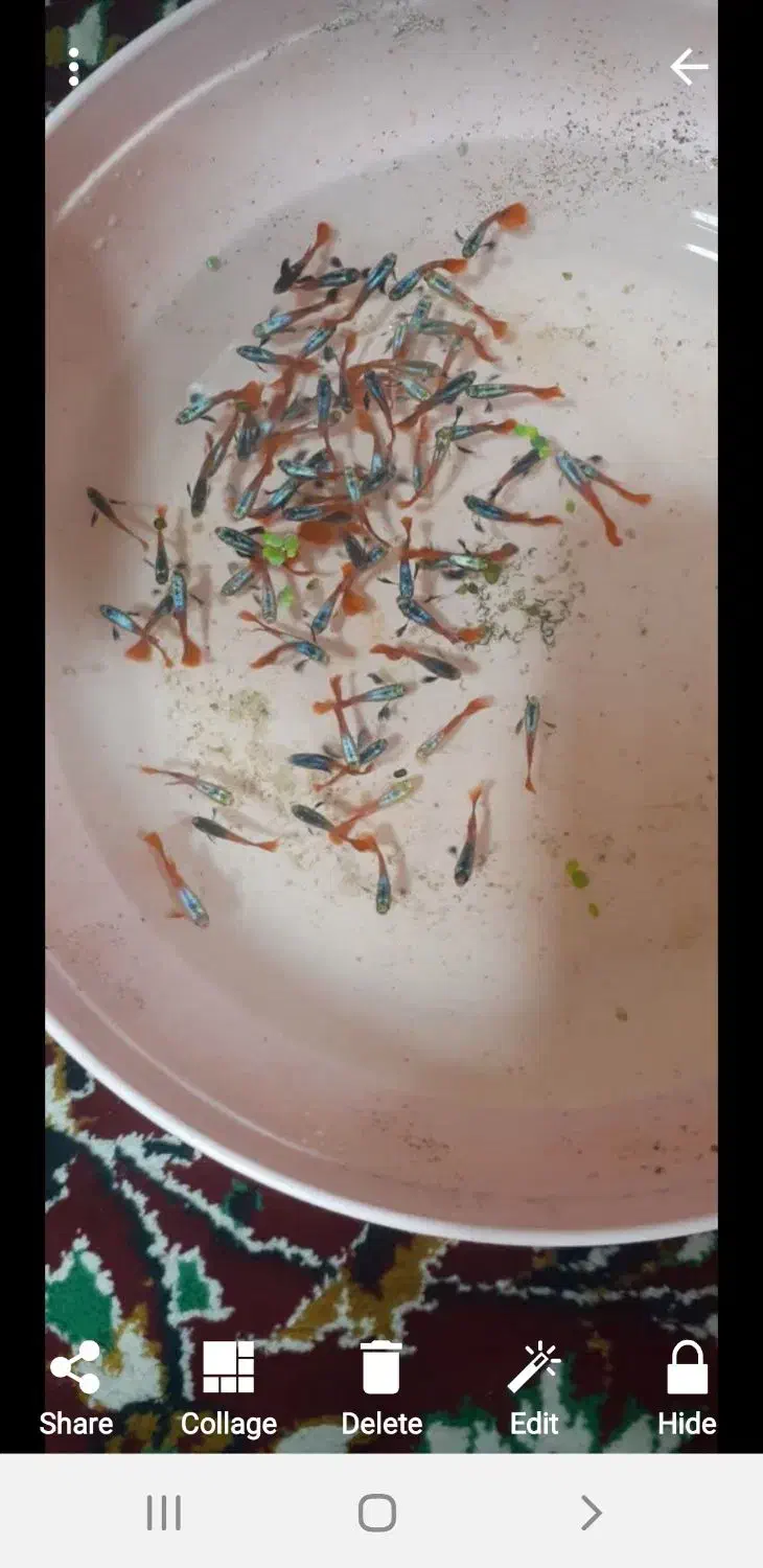 ماهی آکواریومی گوپی|ماهی|اهواز, کمپلو شمالی|دیوار