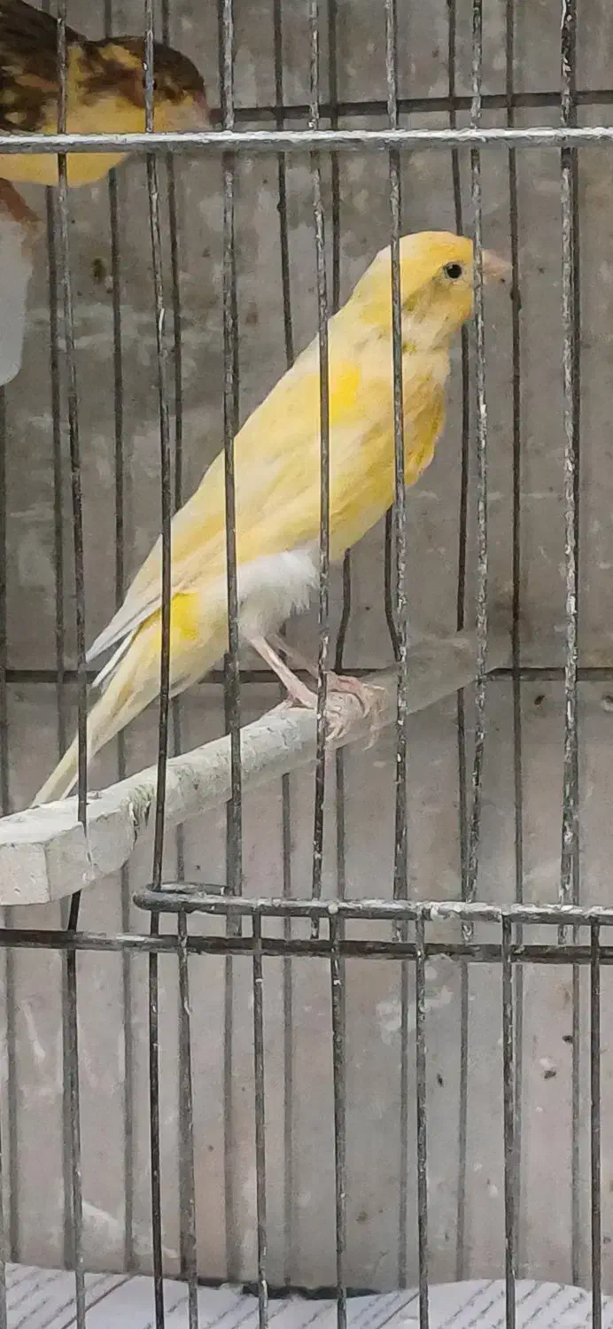 قناری نر سوپری|پرنده|تهران, چیتگر شمالی|دیوار