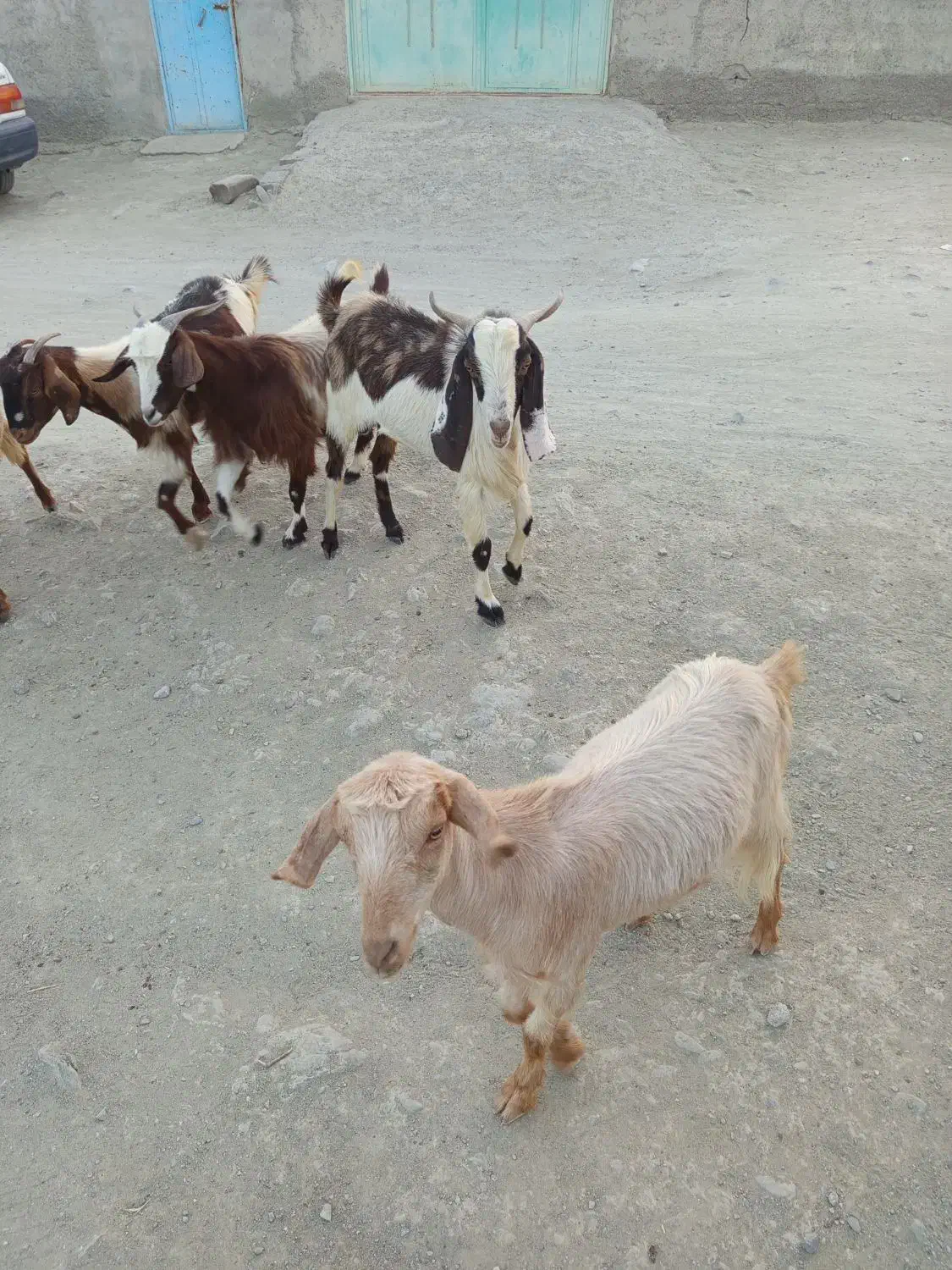 فروشی نری دو رگه|حیوانات مزرعه|بشاگرد, |دیوار