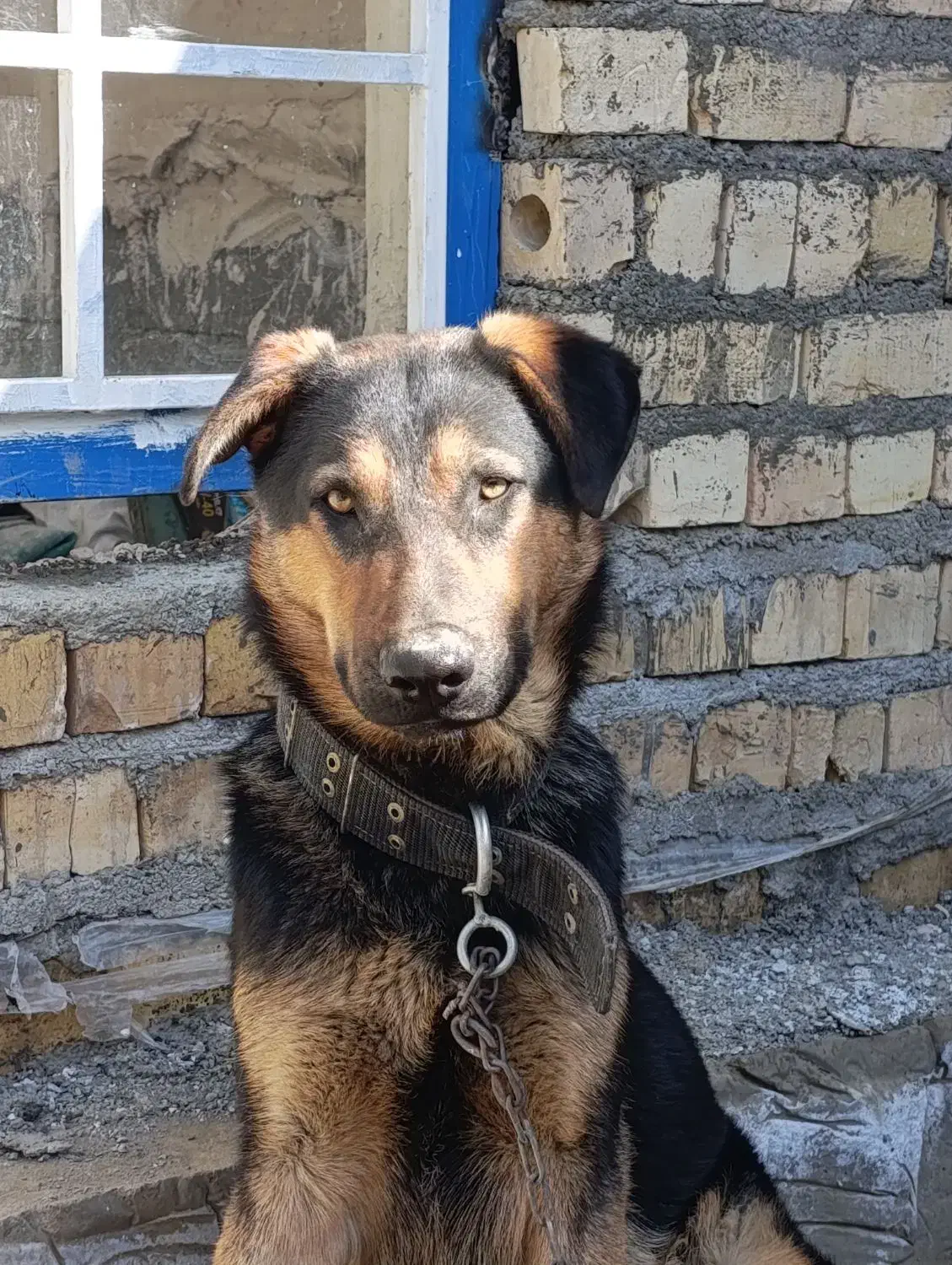 سگ نگهبان|سگ|چناران, |دیوار