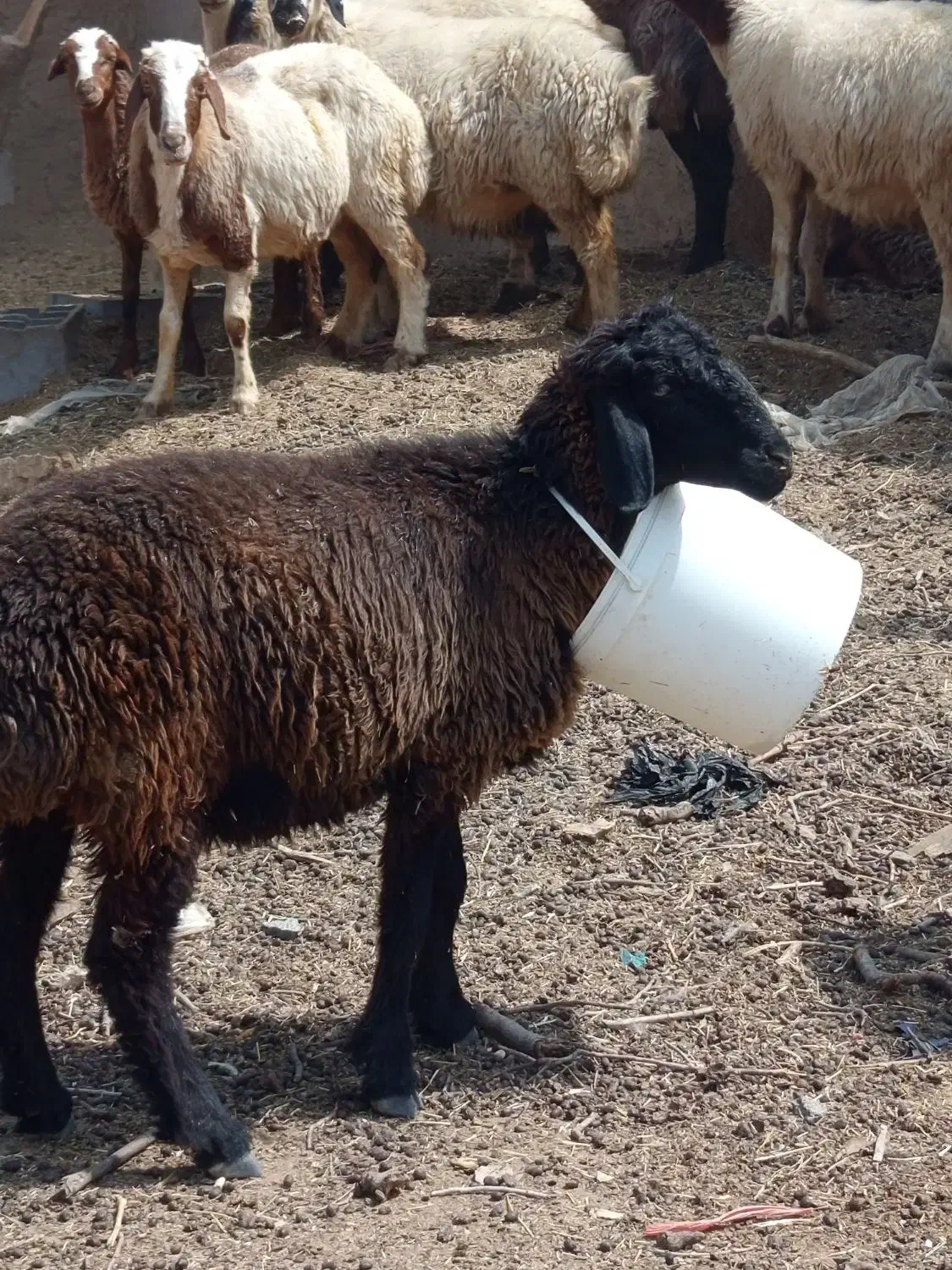 کود گوسفند|خدمات باغبانی و درختکاری|لردگان, |دیوار