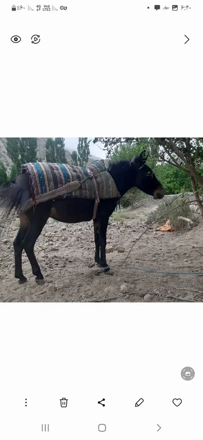 غاتر|حیوانات مزرعه|شیروان (خراسان), |دیوار