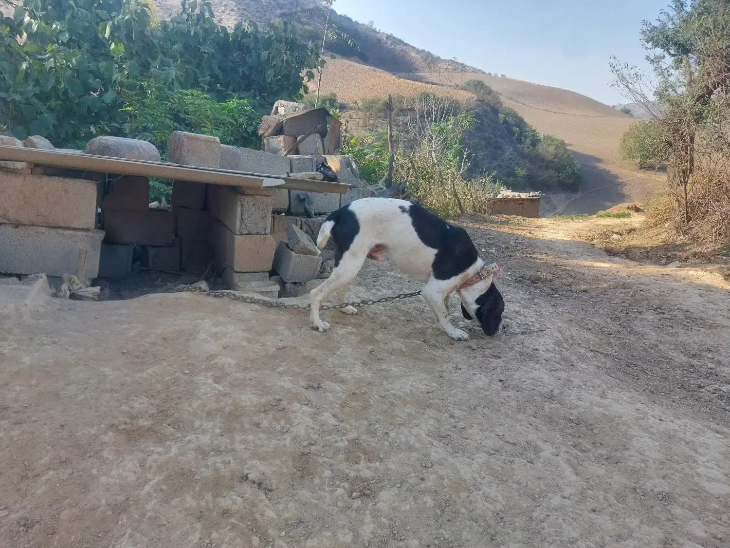 توله دنبلان میکس آموزش دیده و جنگل رفته|سگ|گلی داغ, |دیوار