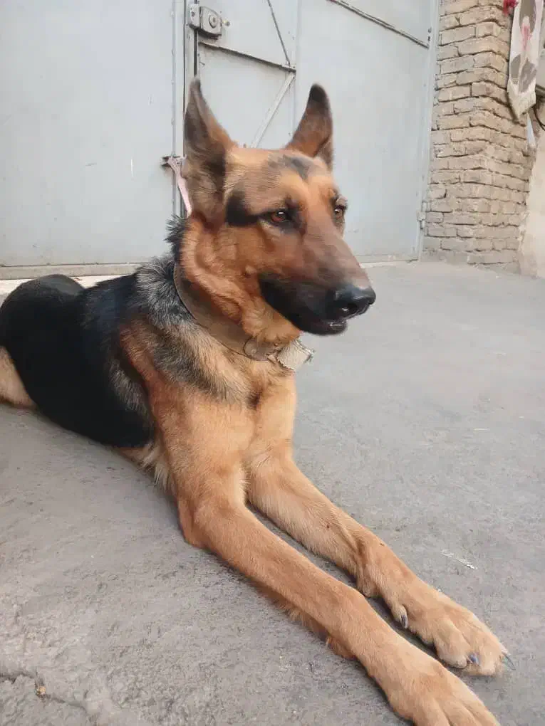 توله سگ ژرمن|سگ|قرچک, پارس سرام|دیوار