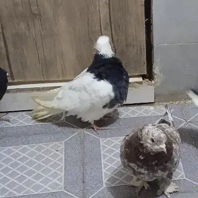 طوقی سیاه|پرنده|مشهد, بهارستان|دیوار