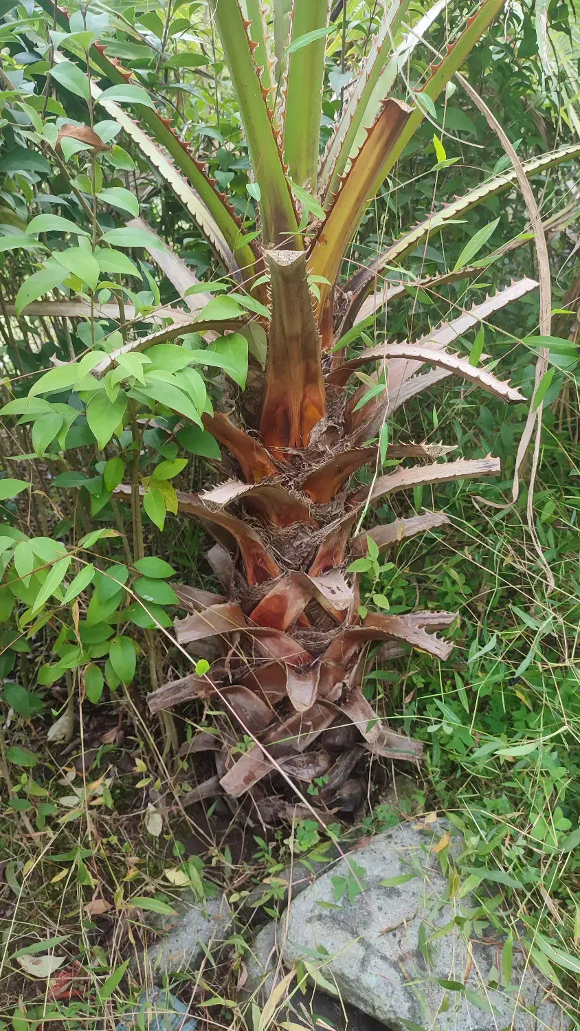 گل گیاه|گل و گیاه طبیعی|واجارگاه, |دیوار