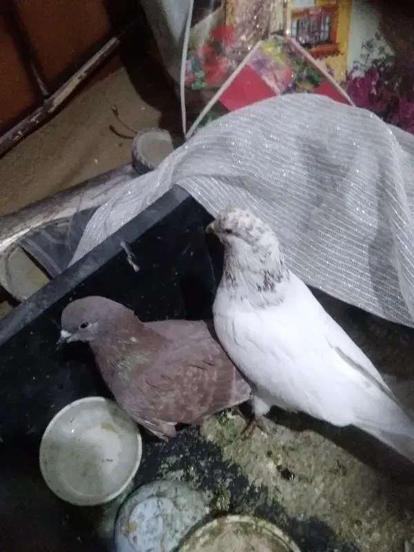 کفتر|پرنده|سیرجان, |دیوار