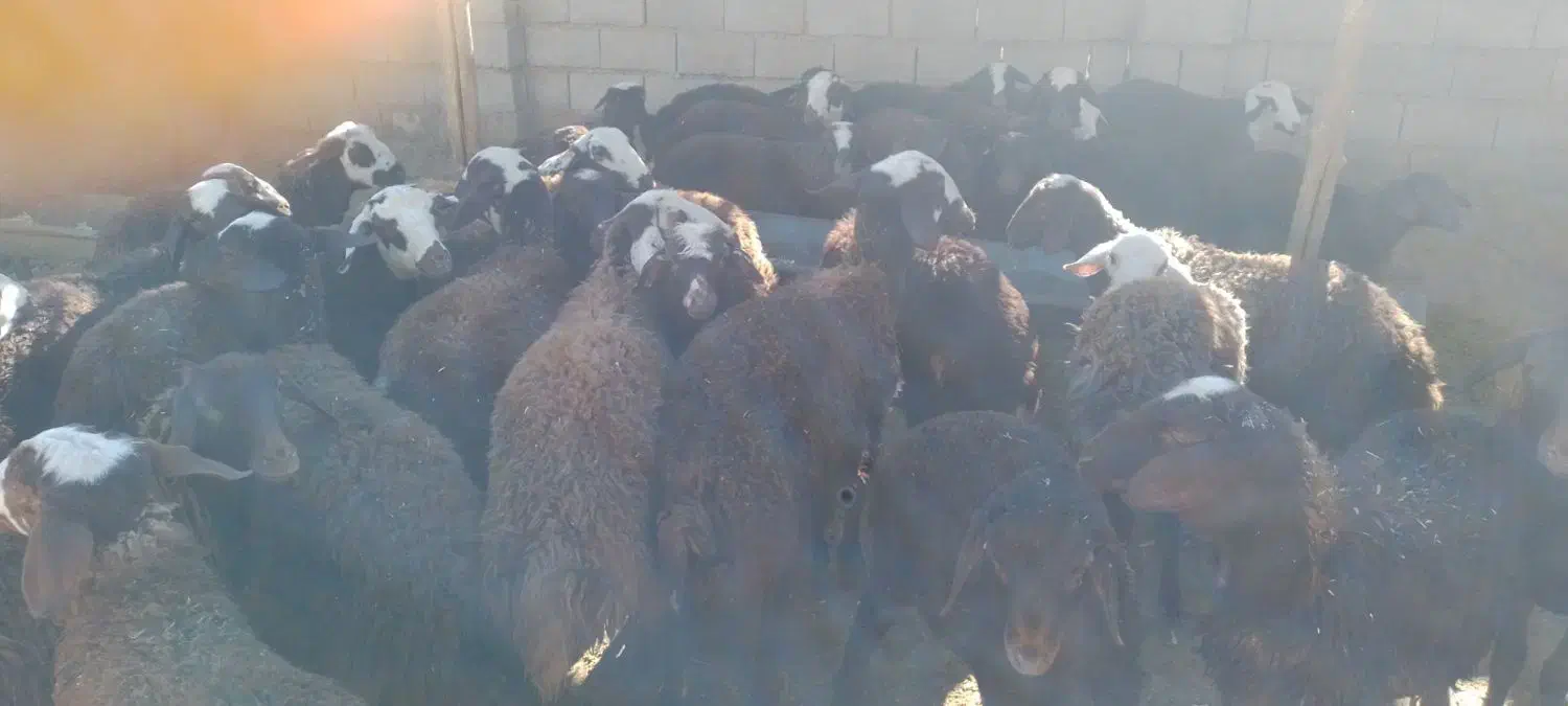 بره نروماده افشاری قزل|حیوانات مزرعه|گیان, |دیوار