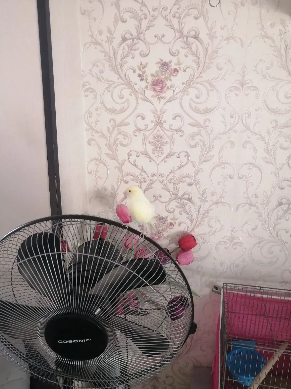 قناری نر|پرنده|فولادشهر, مسکن مهر فولادشهر|دیوار