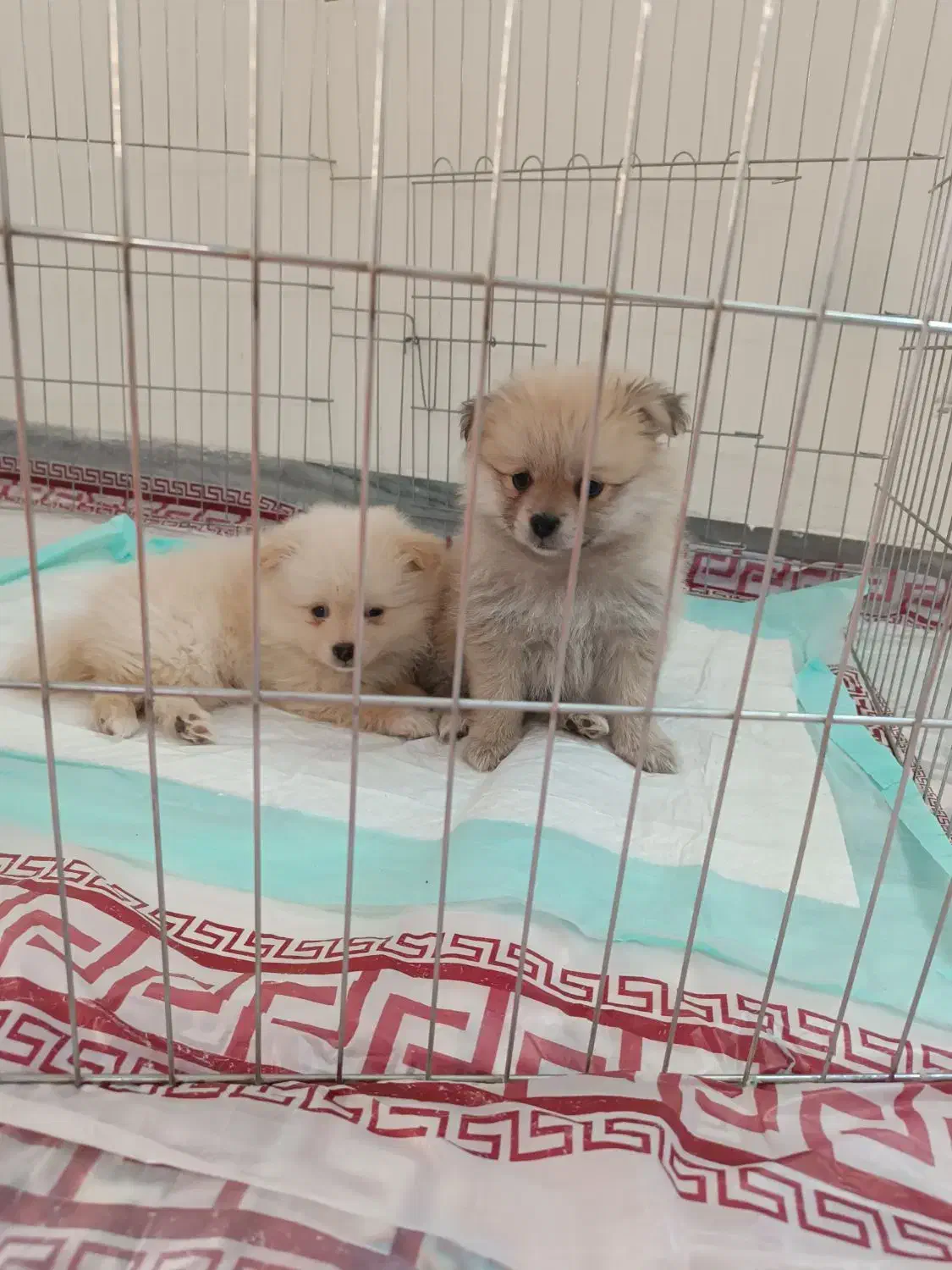 فروشی|سگ|ورامین, ورامین|دیوار