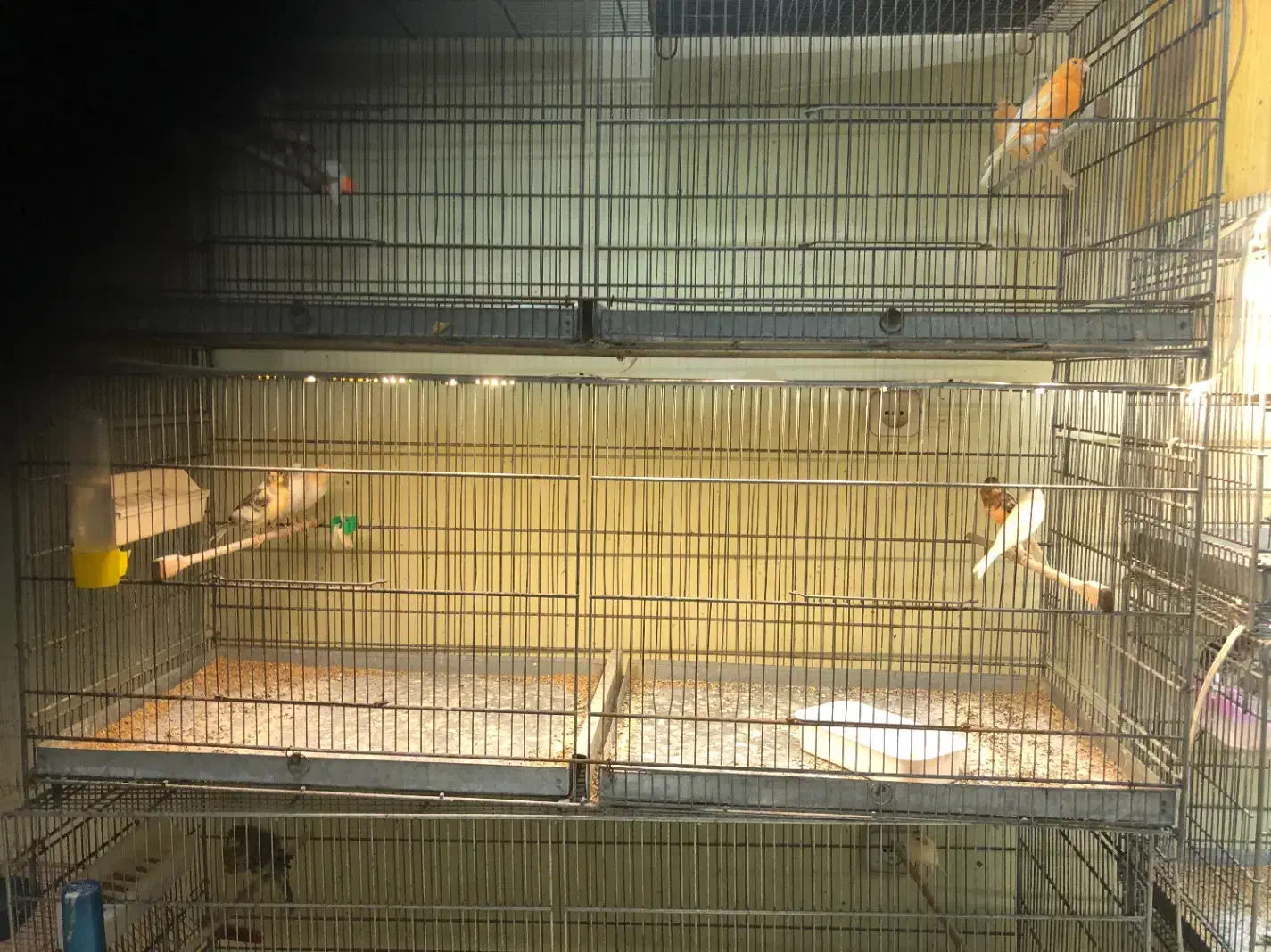 انواع قناری نر همه یکساله همگی بخوان|پرنده|گرگان, |دیوار