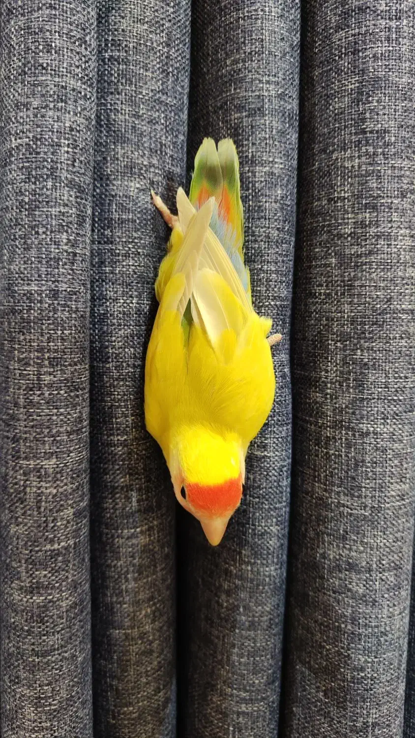 طوطی کوتوله برزیلی ۵ ماهه بالغ دستی|پرنده|اصفهان, الهیه|دیوار