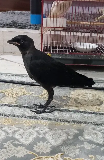 مرغ مینا|پرنده|گنبد کاووس, |دیوار