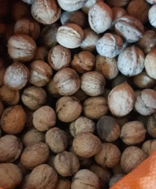 گردو محلی|خوردنی و آشامیدنی|رودبار, |دیوار