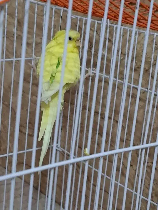 مرغ عشق|پرنده|بومهن, |دیوار