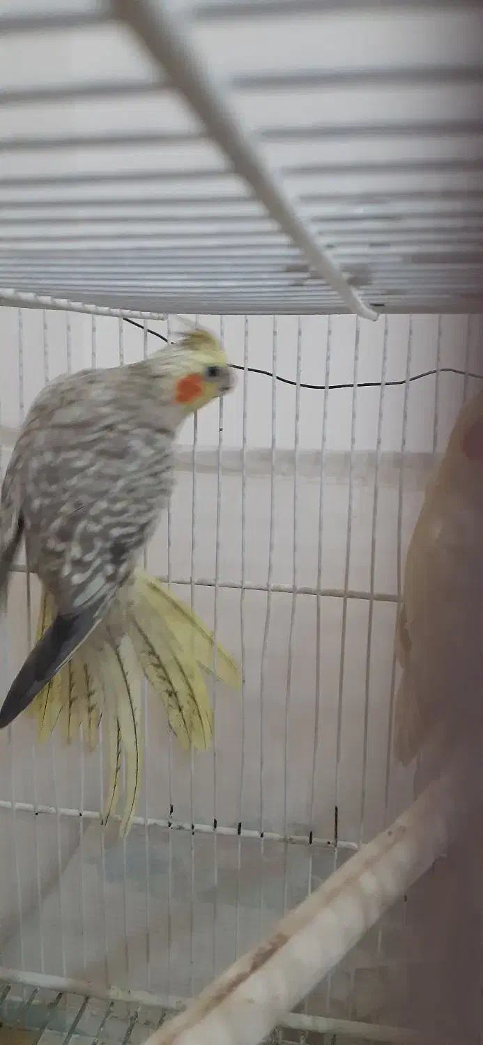 عروس هلندی ماده|پرنده|رامسر, |دیوار