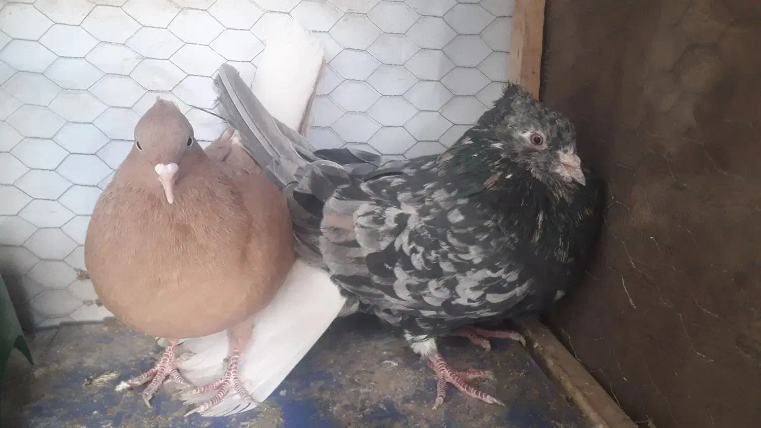 کفتر هفت رنگ دم سفیدوزرد دم سفیدجفت|پرنده|مشهد, امیر المومنین|دیوار