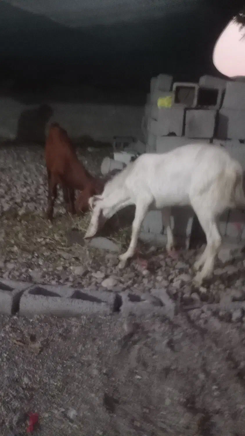 کهره فروشی|حیوانات مزرعه|میناب, |دیوار