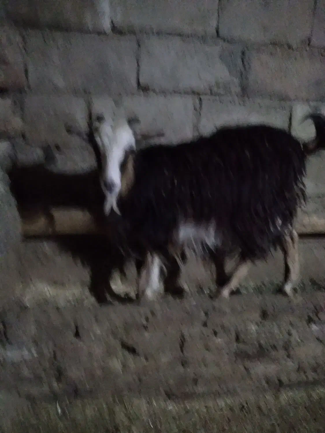 بزغاله سالم سرحال|حیوانات مزرعه|اسدآباد, |دیوار