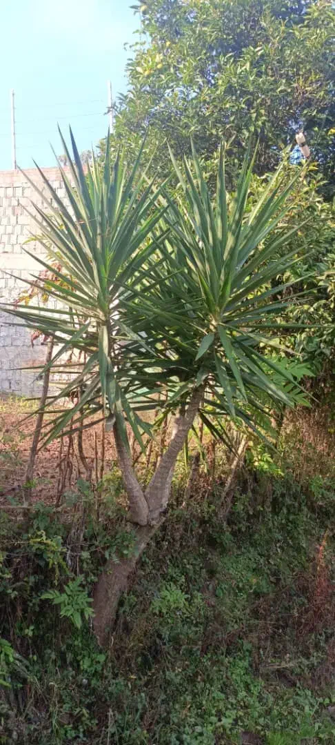 گل یوکا  در اندازه های مختلف|گل و گیاه طبیعی|لیسار, |دیوار