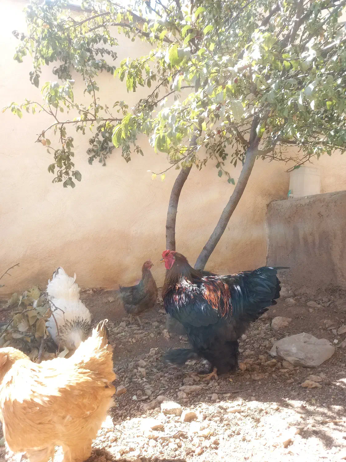 خروس برهما|حیوانات مزرعه|سپیدان, |دیوار