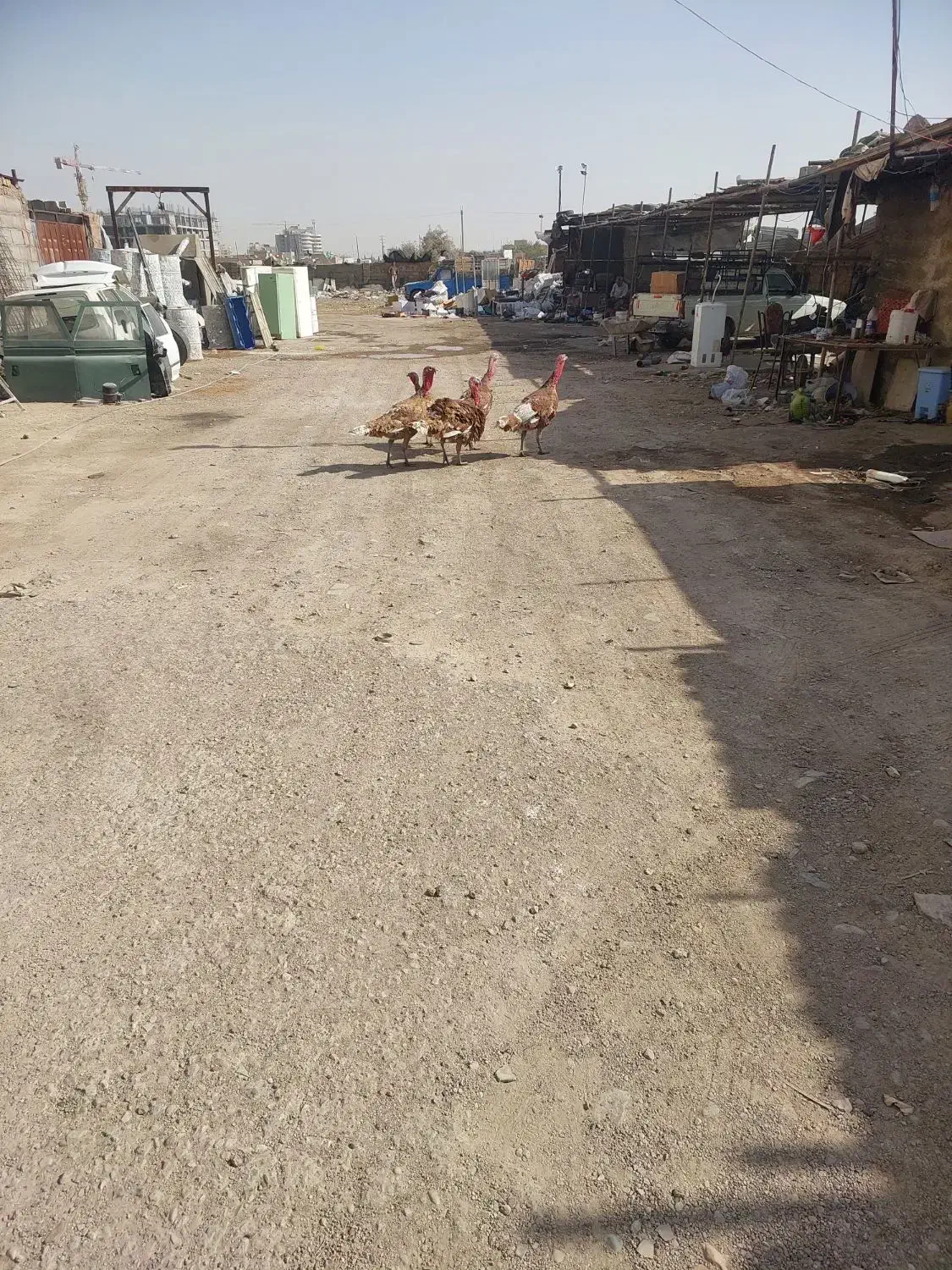 سه عدد بوقلمون نژادبلژیکی|حیوانات مزرعه|شیراز, شهرک امیر کبیر|دیوار