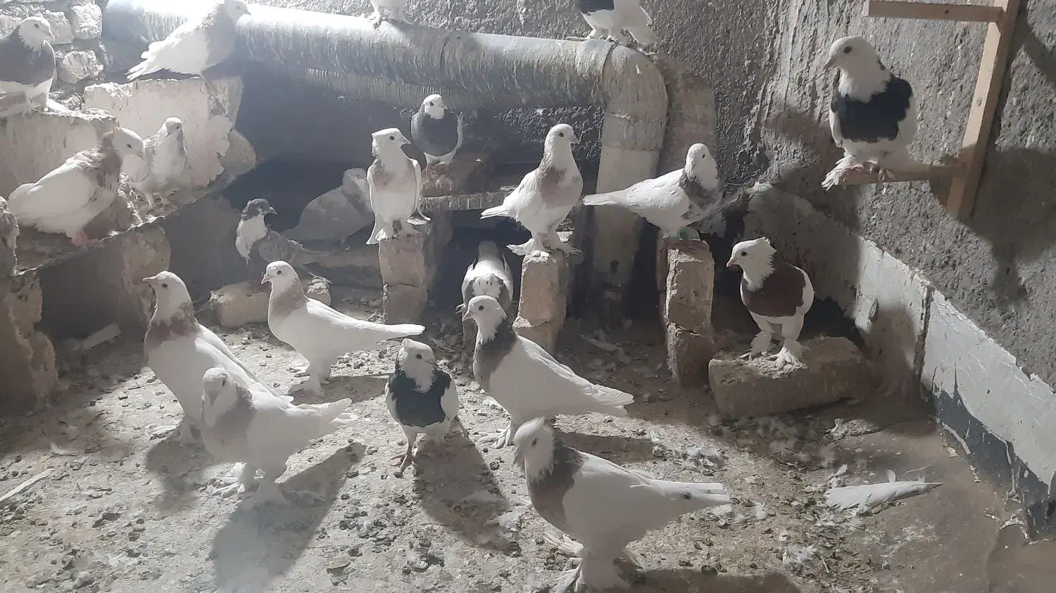 کبوتررنگه|پرنده|تربت‌حیدریه, شهرک ولیعصر|دیوار