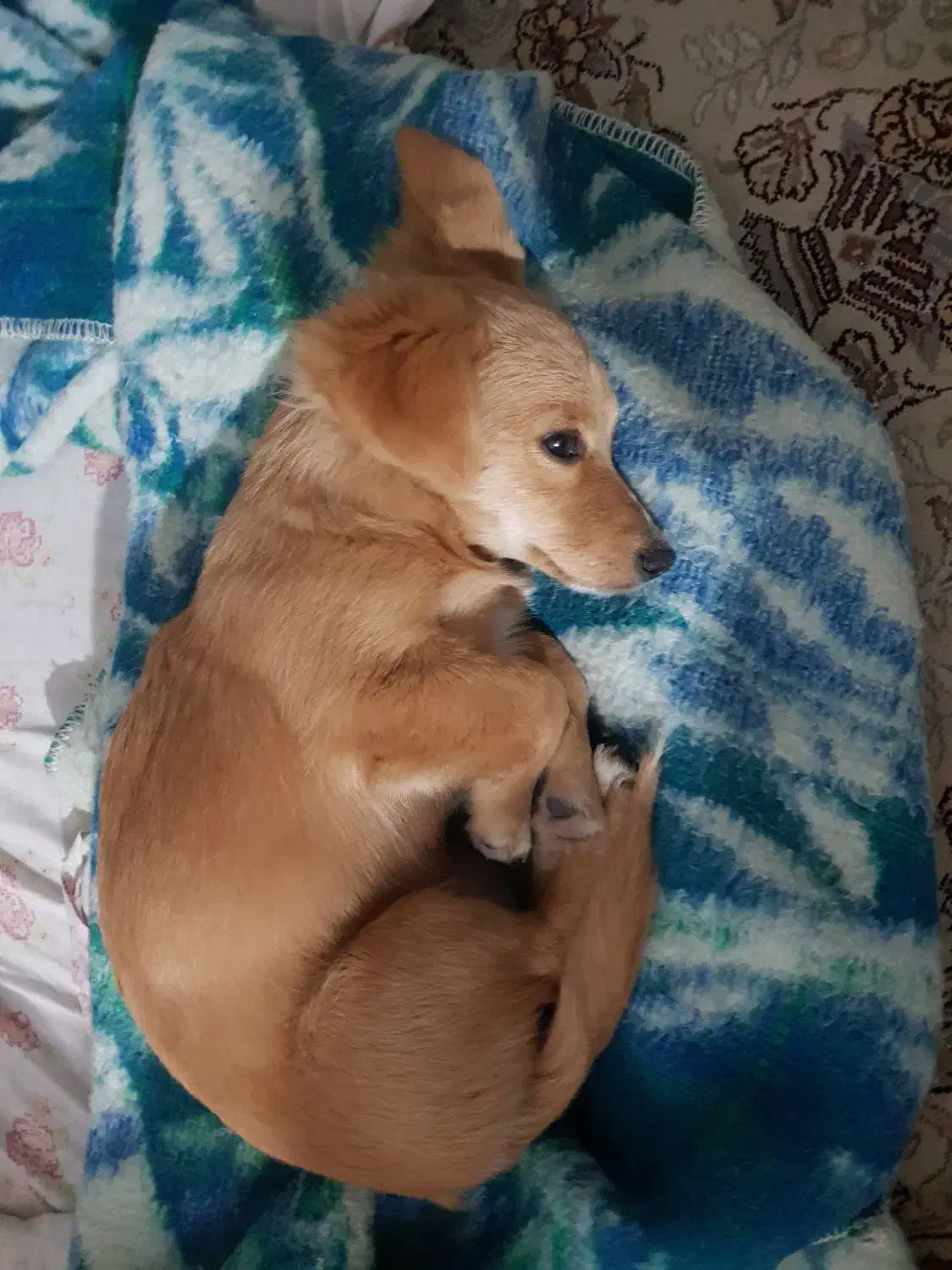 سگ گمشده|حیوانات|بندر گز, |دیوار